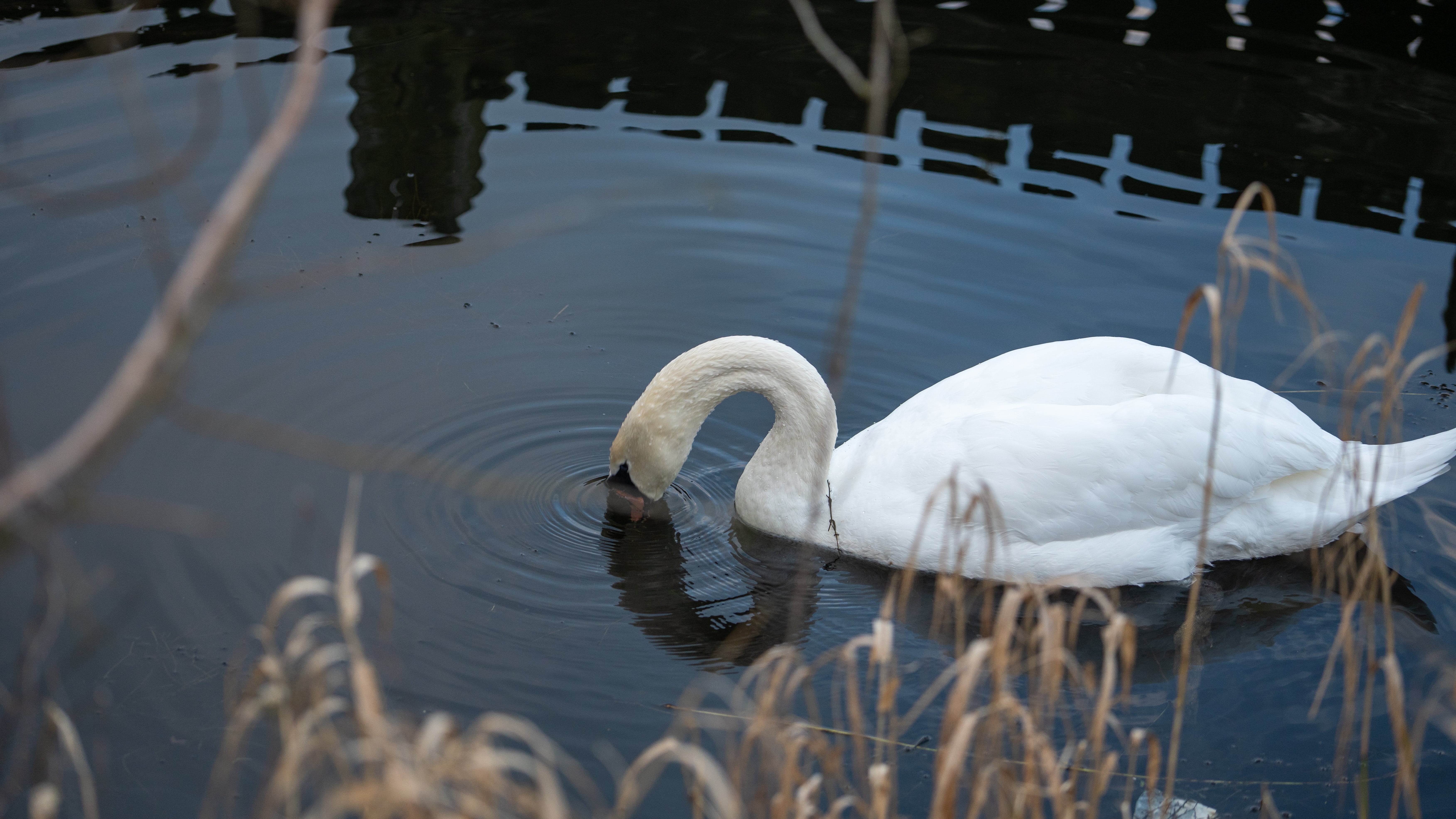 swan